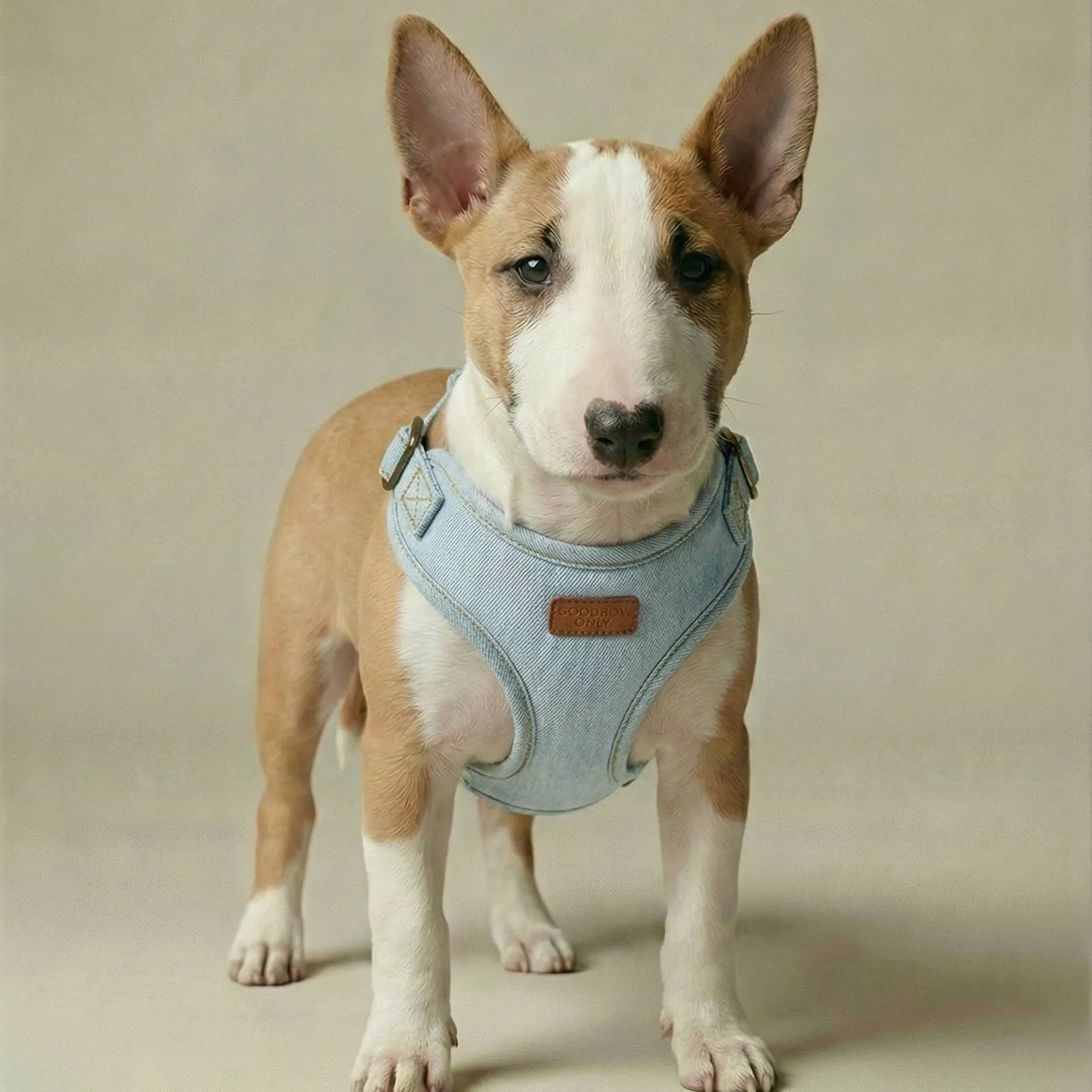 A bull terrier wearing the denim harness in Drift