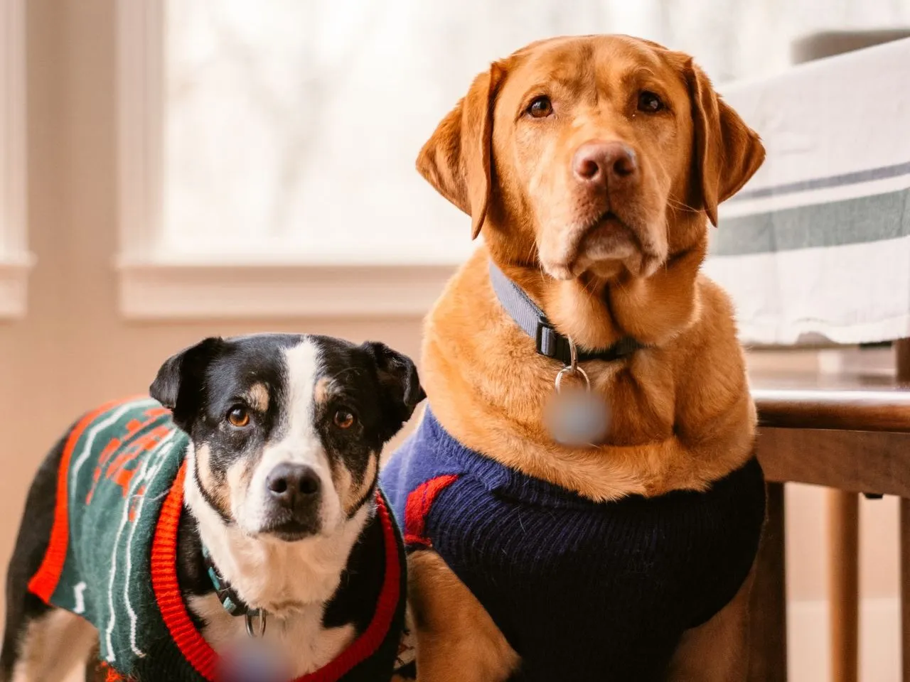 Deux chiens en chandail tricoté assis près d’une fenêtre ensoleillée, avec collier et médaille