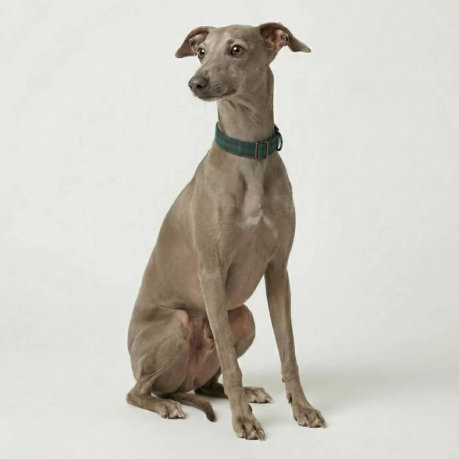 Un whippet portant le collier écossais