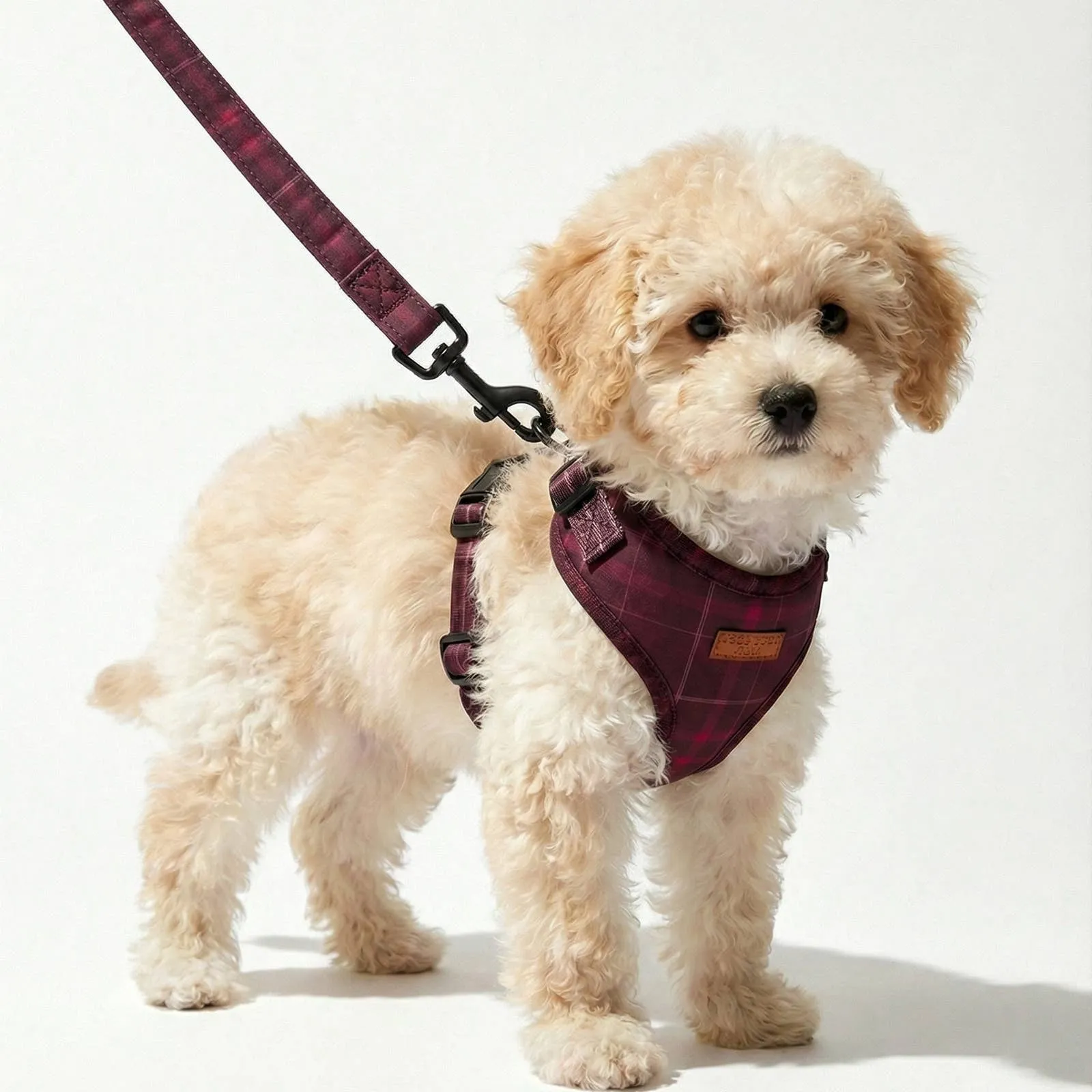 A puppy on the Mulberry leash with the matching harness
