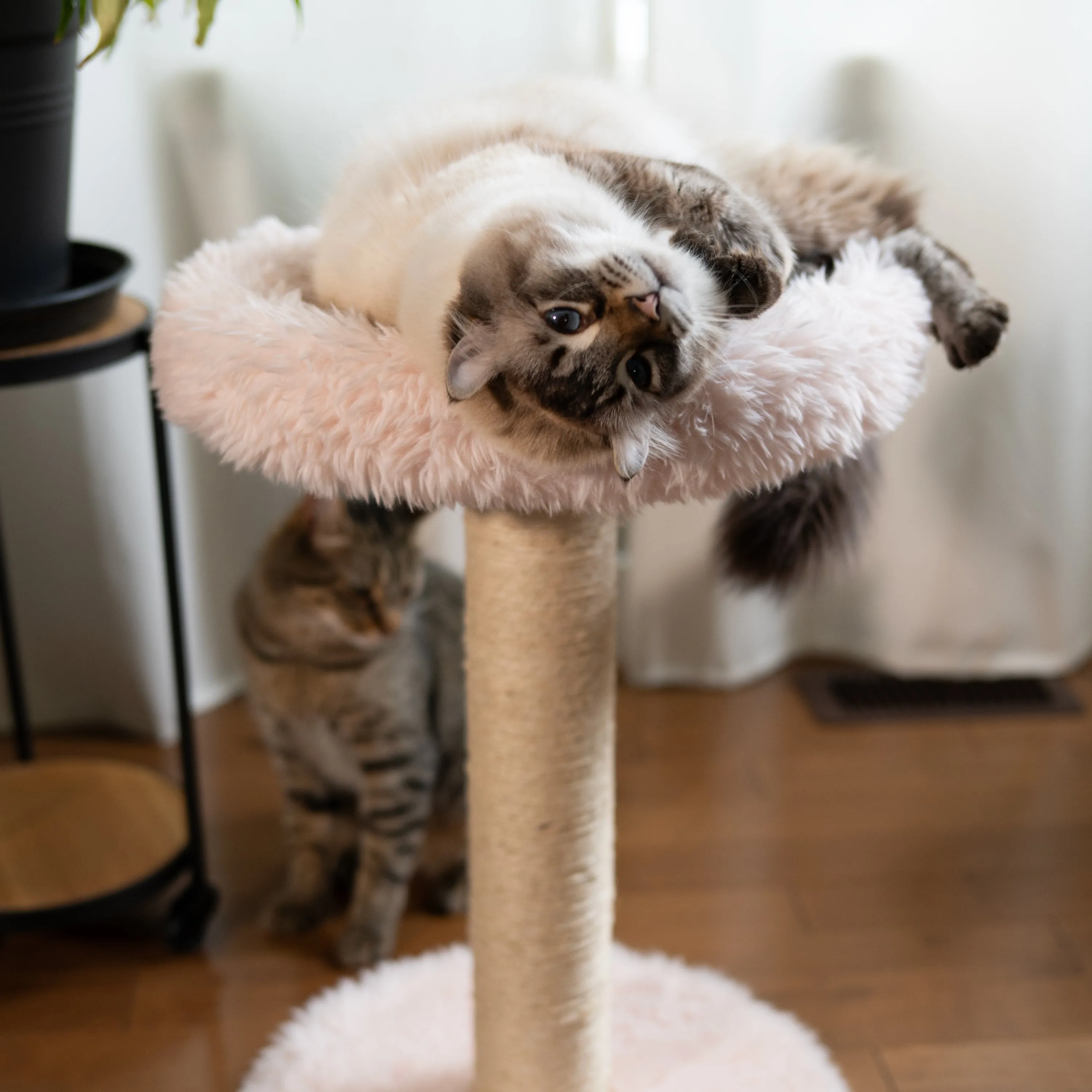 The Blush Perch Cat Tree, photo 5